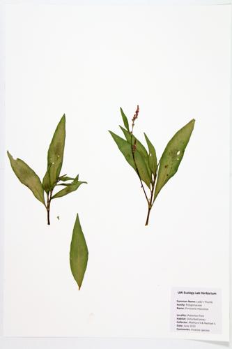 Lady's-thumb specimen